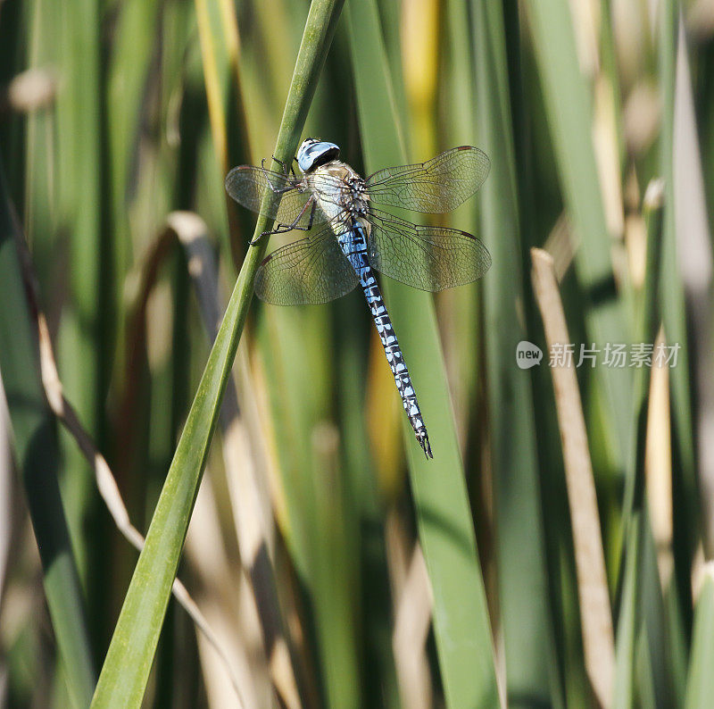 蓝眼霍克蜻蜓，南方迁徙霍克蜻蜓(Aeshna affinis)雄性